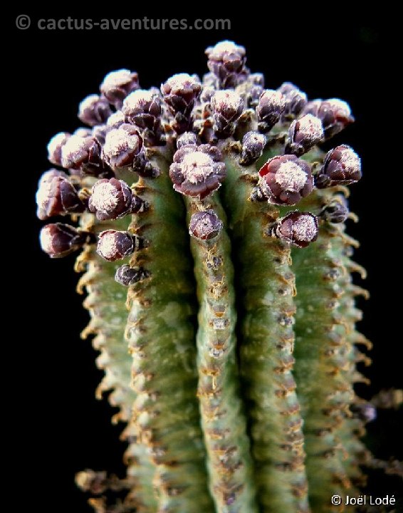 Euphorbia cereiformis P1190015